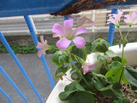 植木鉢のロベの足元ではカタバミがきれいに咲いています！