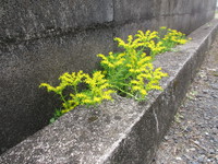 オノエマンネングサは芸術的センスで生えています！！