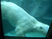 旭山動物園