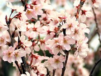 桜！！