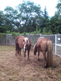 北海道から馬！