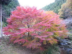 紅葉情報・・・・・