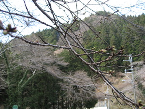 サクラ　開花情報