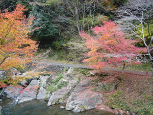 紅葉情報・・・・・