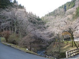 サクラ　開花情報