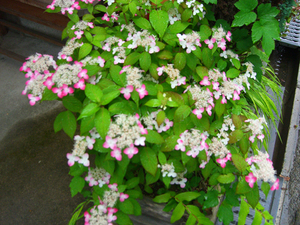 アジサイの花