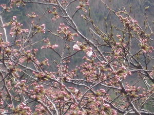 サクラ　開花情報