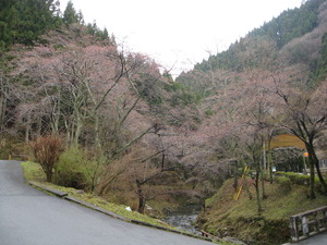 サクラ　開花情報
