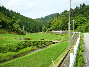 昼間のホタル生息地・・・・・