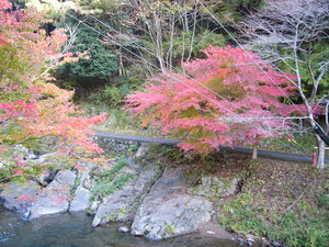 紅葉情報・・・・・