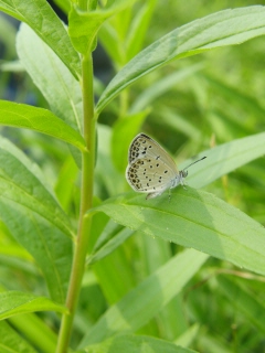 箕面の山パトロール隊の夏休み　親子で虫を撮ろう！に参加