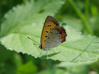 箕面の山パトロール隊の夏休み　親子で虫を撮ろう！に参加