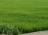 近所の田んぼ。。。