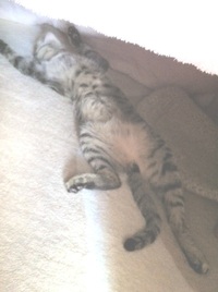 やっぱり可愛い・・・寝姿Zzz(=^--^)｡o○{{