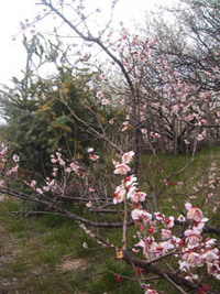 梅咲きほこる千里山