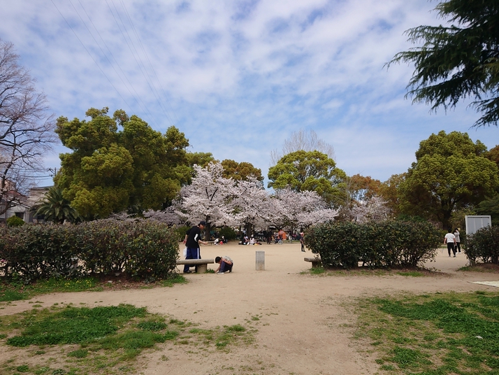 【ひがしなり】桜満開✨   でした☺️