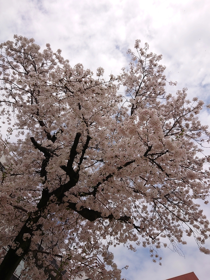 【ひがしなり】桜満開✨   でした☺️