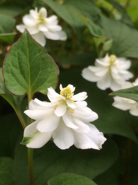 住まい 暮らし 八重のドクダミの花