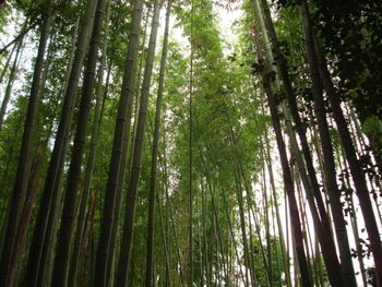 嵯峨野