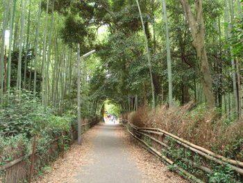 嵯峨野
