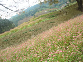 明日香村