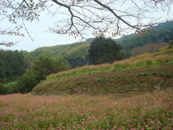 明日香村