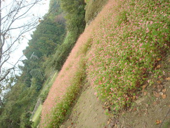 明日香村
