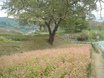 明日香村