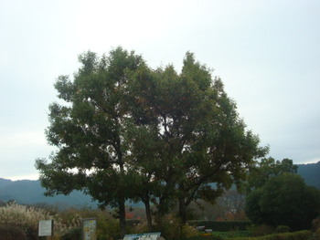 明日香村