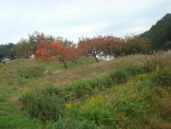 明日香村