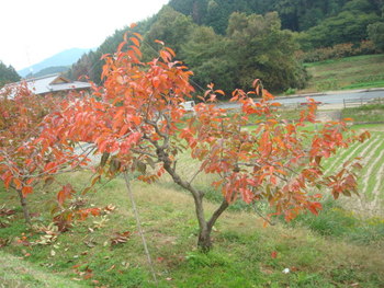 明日香村