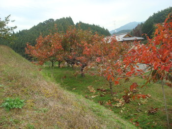 明日香村