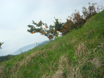 明日香村