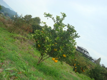 明日香村