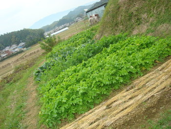 明日香村