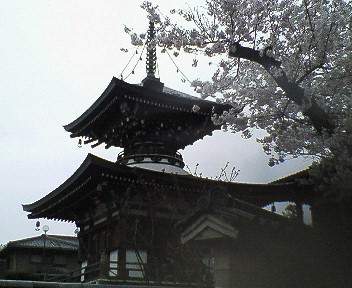 雨桜の寺--重願寺