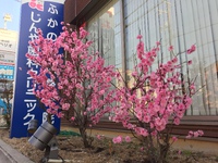 花桃満開