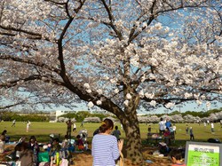 桜と大陶器市