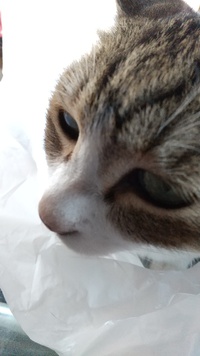 癒しの猫ちゃん