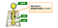 痛み、だるさ、疲れが取れない！その原因の脳脊髄液って何？