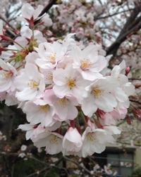 岸和田の桜の名所紹介します！