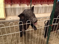 動物たちに癒やされてきました。(*^^*)
