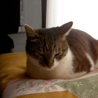やっぱりネコが好き。