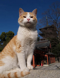 やっぱりネコが好き。