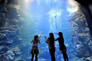 京都水族館　いよいよ１４日オープン！