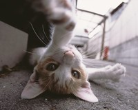 やっぱりネコが好き。