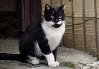 やっぱりネコが好き。