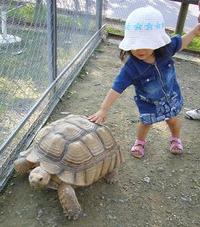 カメとのふれあい