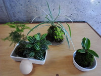 苔玉講座のご案内