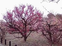 大阪城もいいですよ